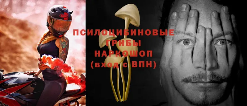 Псилоцибиновые грибы Psilocybe Гремячинск